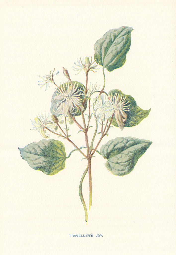 Traveller's Joy. Wild Flowers by Frederick Edward Hulme c1895 old print